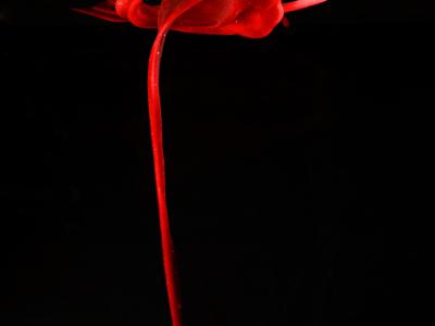 "The Ribbon Rose". Beauty in Blood