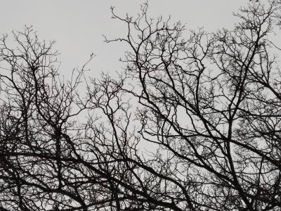Tree branches